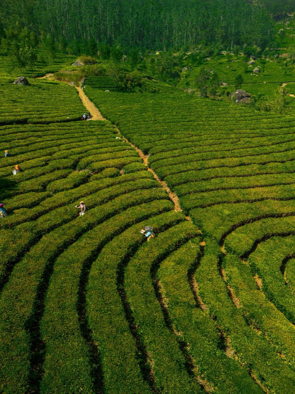 Aerial view of contoured tea rows being plucked on a Darjeeling hill estate