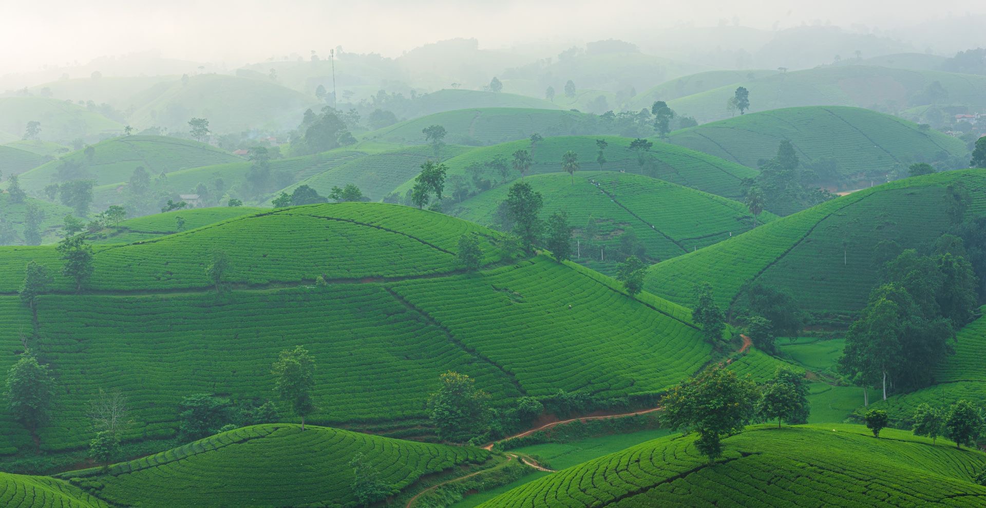 Tea rows on the high slopes above the Kurseong valley
